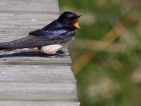 2016-05-22 15h50m11 - Boerenzwaluw - Kemeri - Cor Martijn
